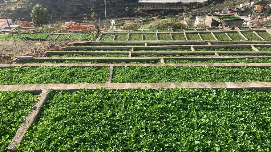 Vídeo: Roxana Orellana Quinteros: "El berro requiere mucho mimo" | Foto: Cultivo de berros en La Solana, Telde, Gran Canaria.