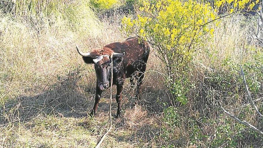 Sí que era una vaca, pero no era ‘Rebeca’