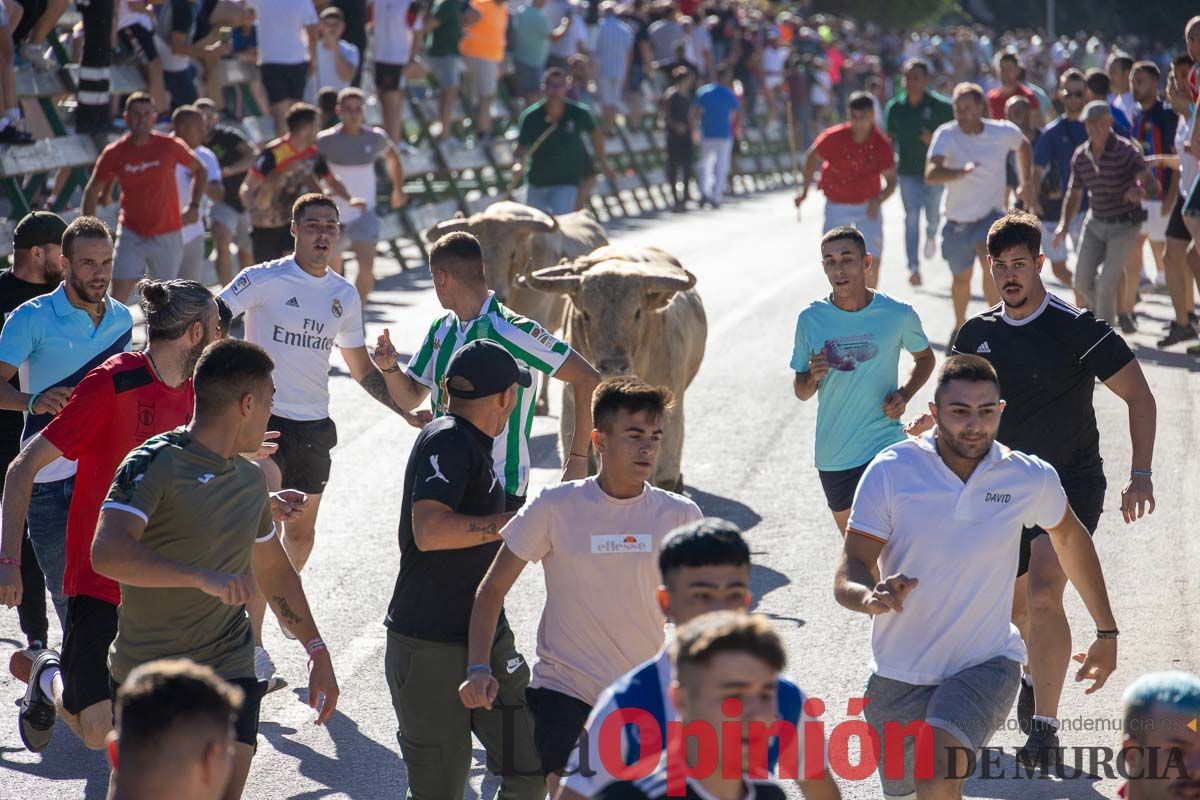 Quinto encierro de la Feria del Arroz de Calasparra