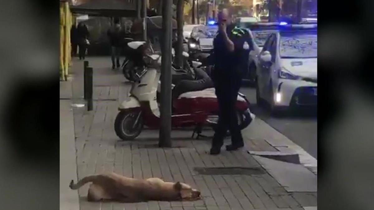 El perro, tras ser abatido por un urbano.