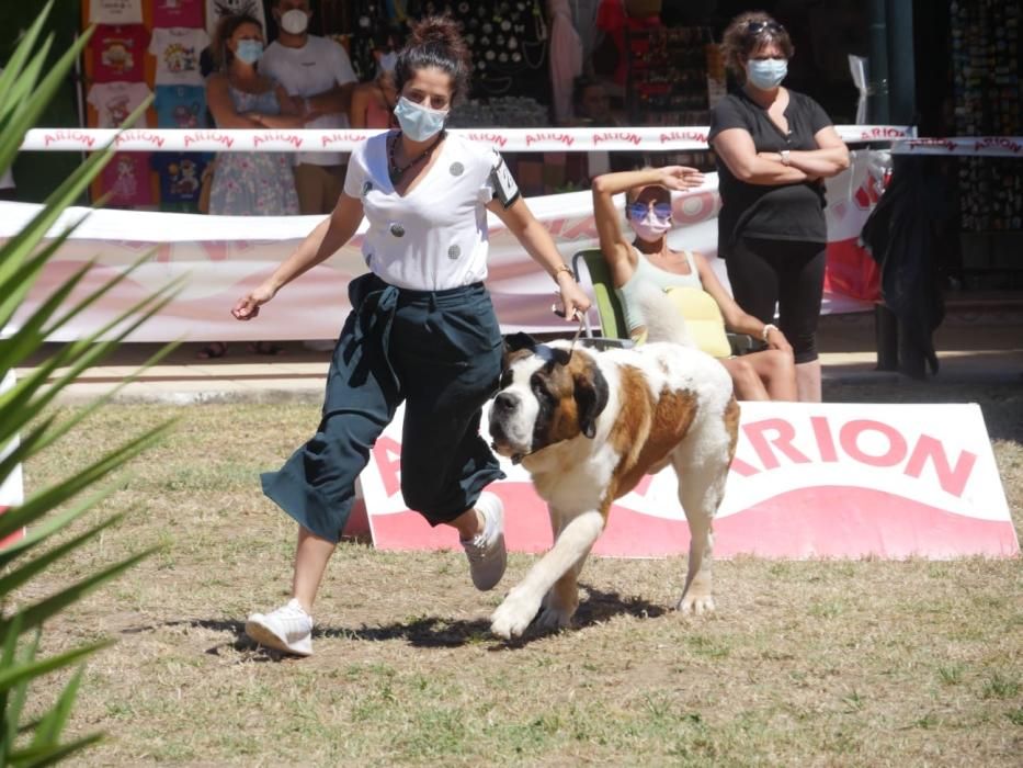 Campeonatos caninos en A Toxa.
