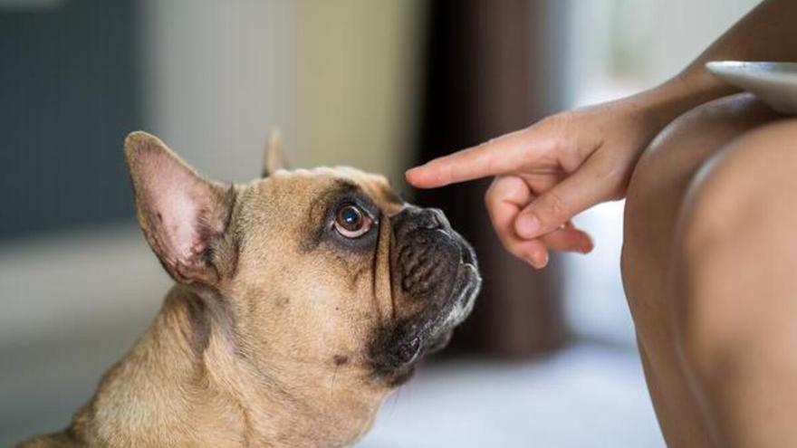 ¿Por qué mi perro me sigue al baño? Aquí tienes la explicación