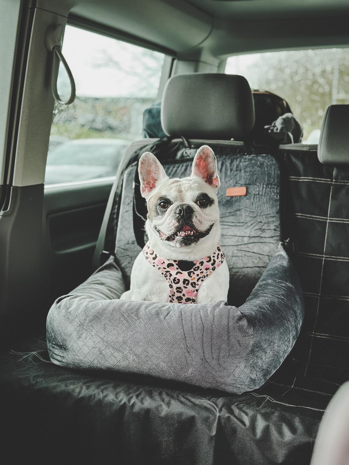 Una manera de que los perros se relajen en un viaje en coche es llevar algo conocido