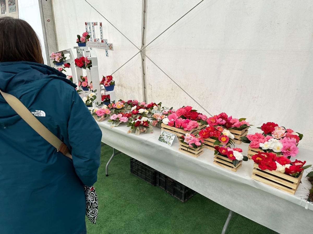En imágenes: las camelias arrasan en Luarca