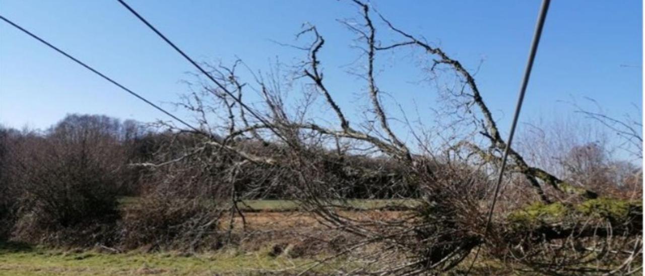 Árbol causante de la avería tras ser talado ayer sobre la línea eléctrica aérea Chantada-Lalín.   | // NATURGY