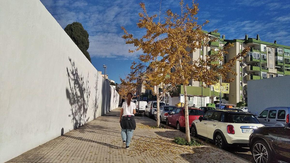 Como si fueran los días azules recordados por Antonio Machado en sus últimos versos, los Ginkgo biloba de la calle Julio Gómez, en El Palo, se recortan en el cielo azul de Málaga, con los tonos amarillos y dorados de sus exóticas hojas en forma de abanico. El ginkgo, un árbol destinado para jardines botánicos y públicos de Málaga, ha ido popularizándose y ya se encuentra como árbol ´urbano&#039; en rincones de nuestra ciudad como este.