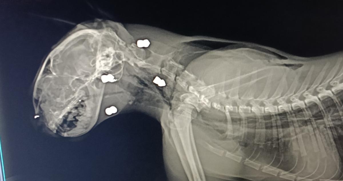 Radiografía donde se aprecia la presencia de los balinazos en el cuerpo del animal.