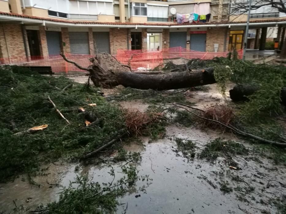 La pluja tomba un gran arbre al barri de la Font