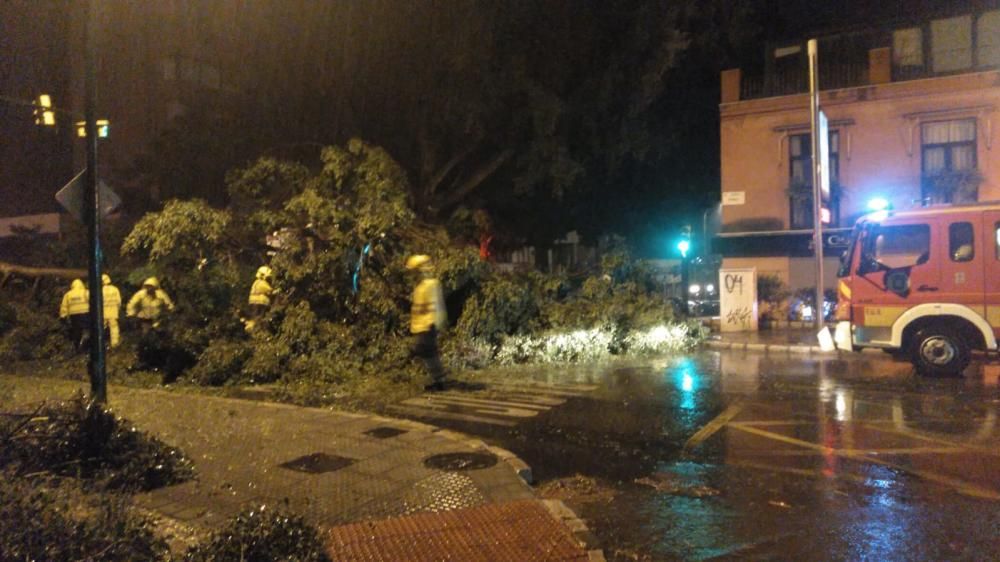 Noche intensa para los bomberos de Málaga capital, que han tenido que acudir por la caída de árboles, ramas e incluso un cable de alta tensión en La Araña.