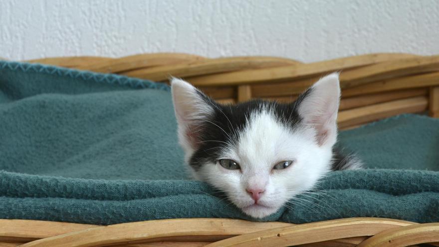 Mascotas: ¿Por qué los gatos hacen sus necesidades fuera del arenero?  Causas y síntomas
