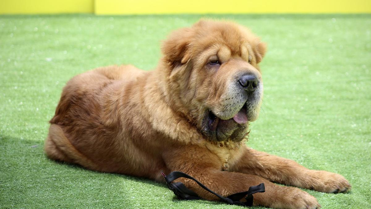 Shar pei, raza de perro.