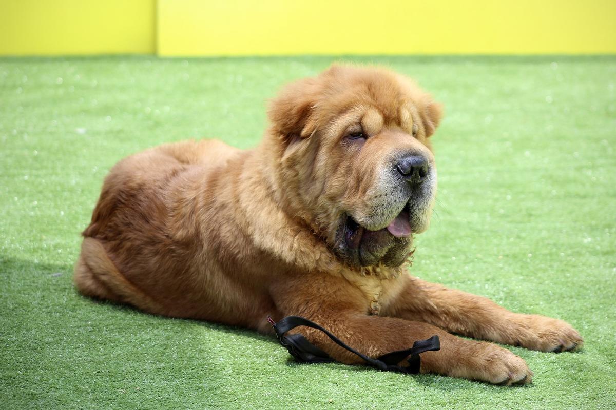 Shar pei, raza de perro.