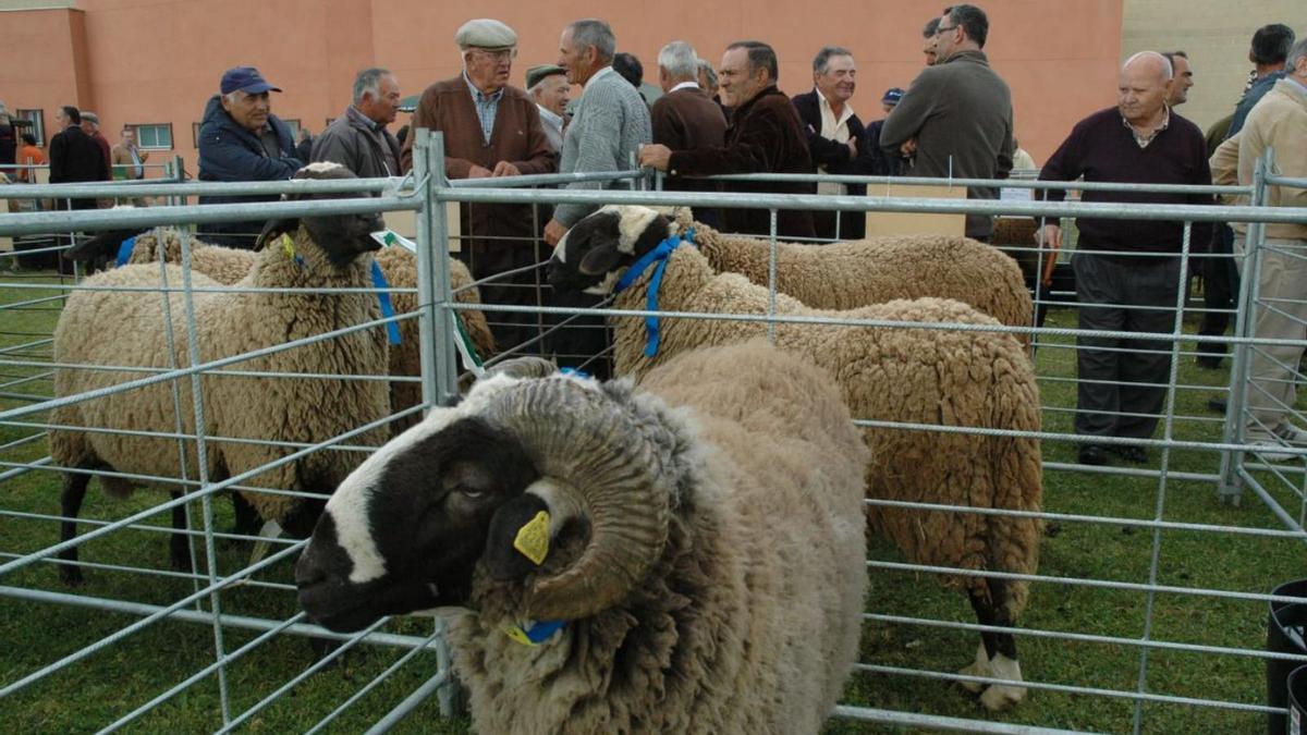 Ovejas y carneros de raza pura Castellana en la última edifición de la feria en Carbajales. | Chany Sebastián