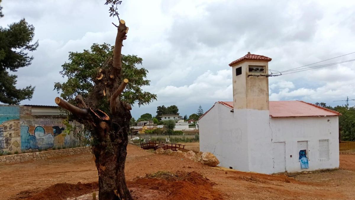 Uno de los ejemplares de garrofera replantado en el nuevo parque.