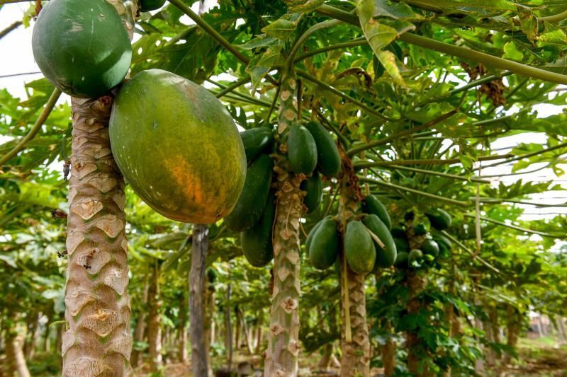 Dos jóvenes agricultores que cultivan, procesan y