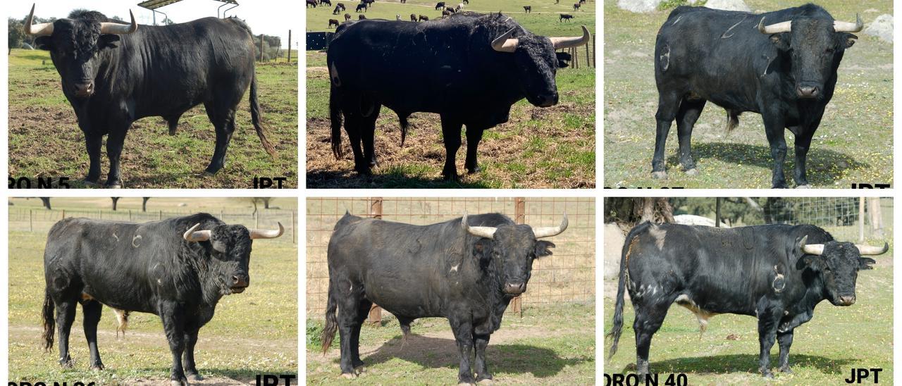 Los seis toros de la ganadería Santa María, de Portugal, que protagonizarán el segundo encierro de las fiestas de Sant Pasqual.