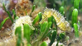 Caballitos de mar reproductores para aumentar la población en el Mar Menor