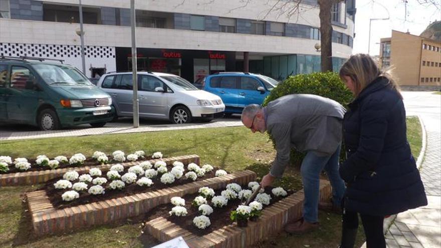 Un jardín de prímulas blancas recordará         a Rokhaya