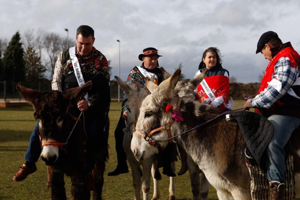 Carrera de cintas en burro en Molacillos.