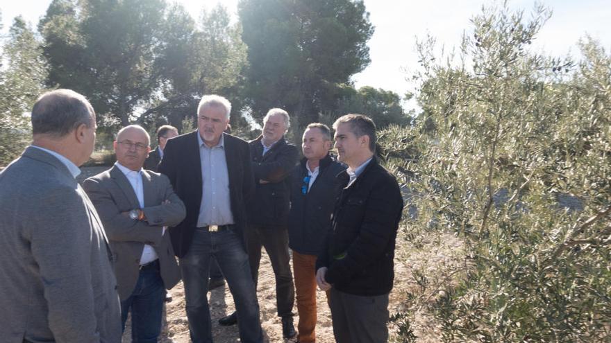 Salvados por el momento de la ´Xylella Fastidiosa´