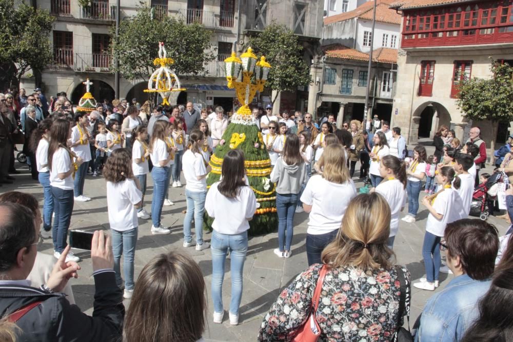 Cantos, humor y flores en los "maios" de Pontevedra