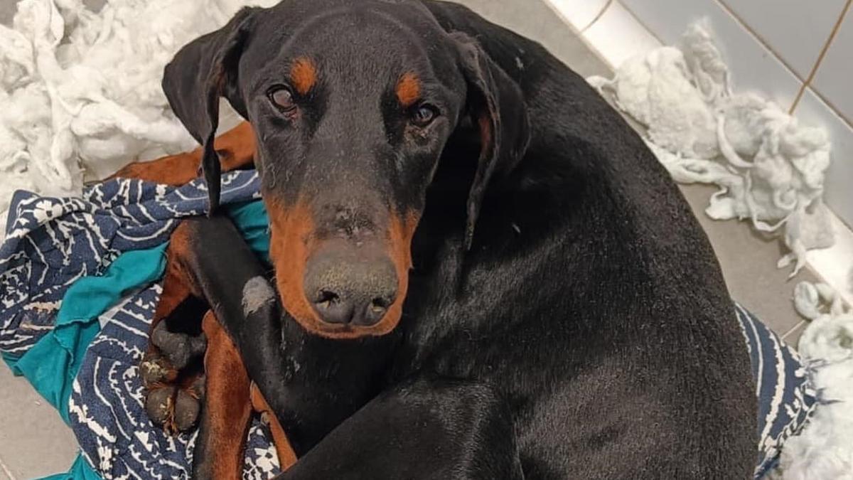 Uno de los animales atendido por el refugio.