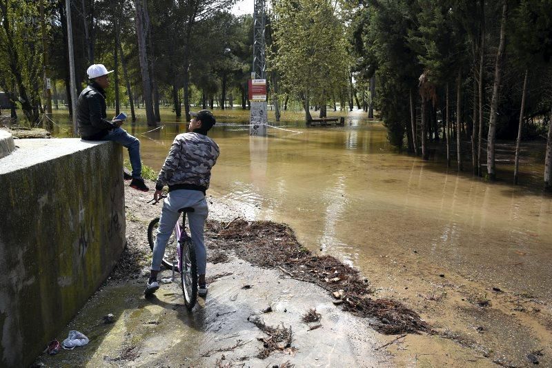 Impresionantes imágenes de la crecida del rio en Gelsa, Pinta y Quinto de Ebro