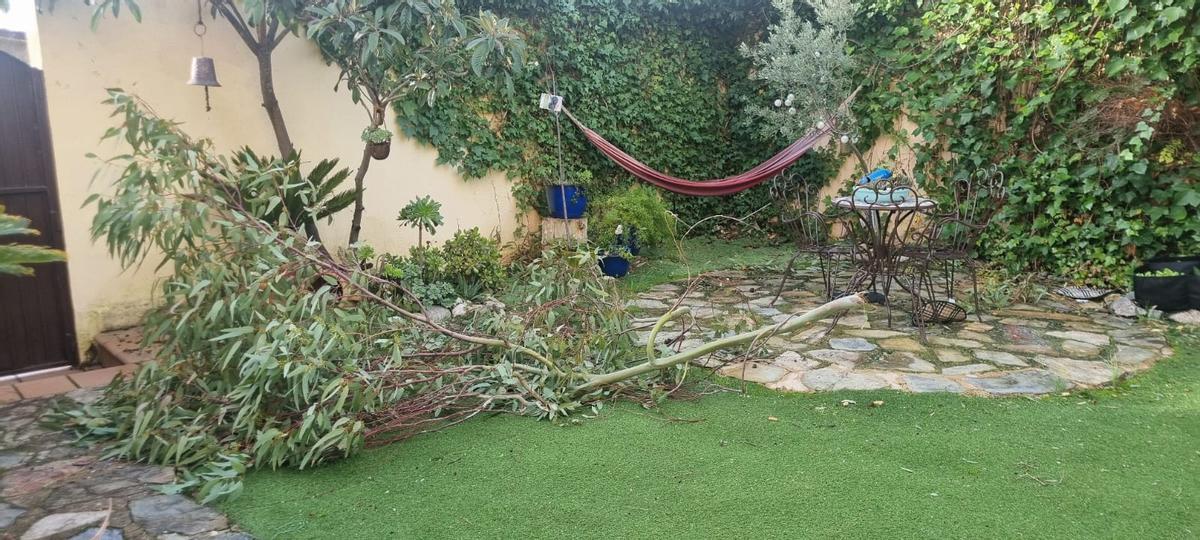 Galería | Caída de un eucalipto en la barriada cacereña de Mejostilla