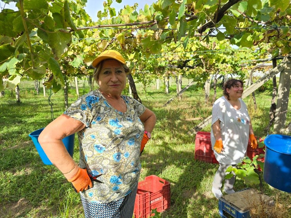 La vendimia en la subzona productora Val do Salnés.