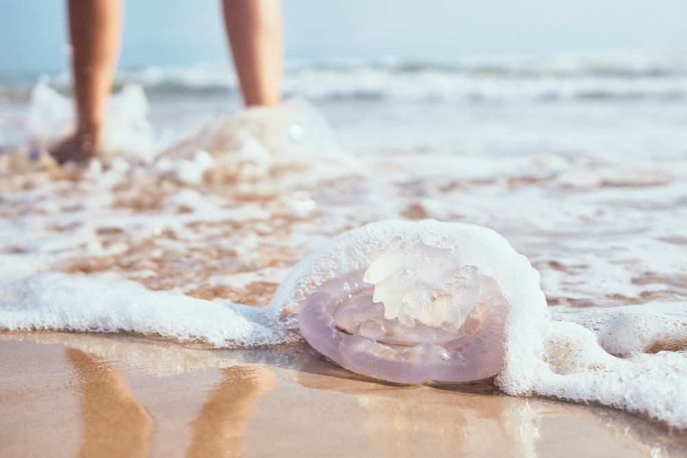 Qué hacer ante una picadura de medusa