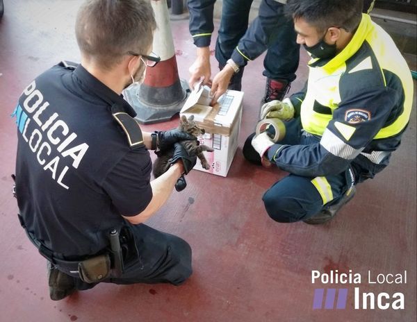 Rescatan a un gato atrapado en un surtidor de gasolina en Inca