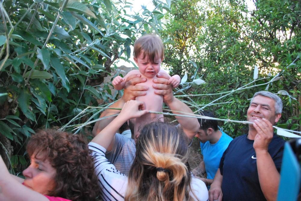 La savia y la luz de un árbol sanador