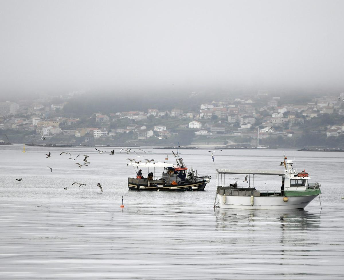 Barcos de pesca de bajura en la ría de Pontevedra. | GUSTAVO SANTOS