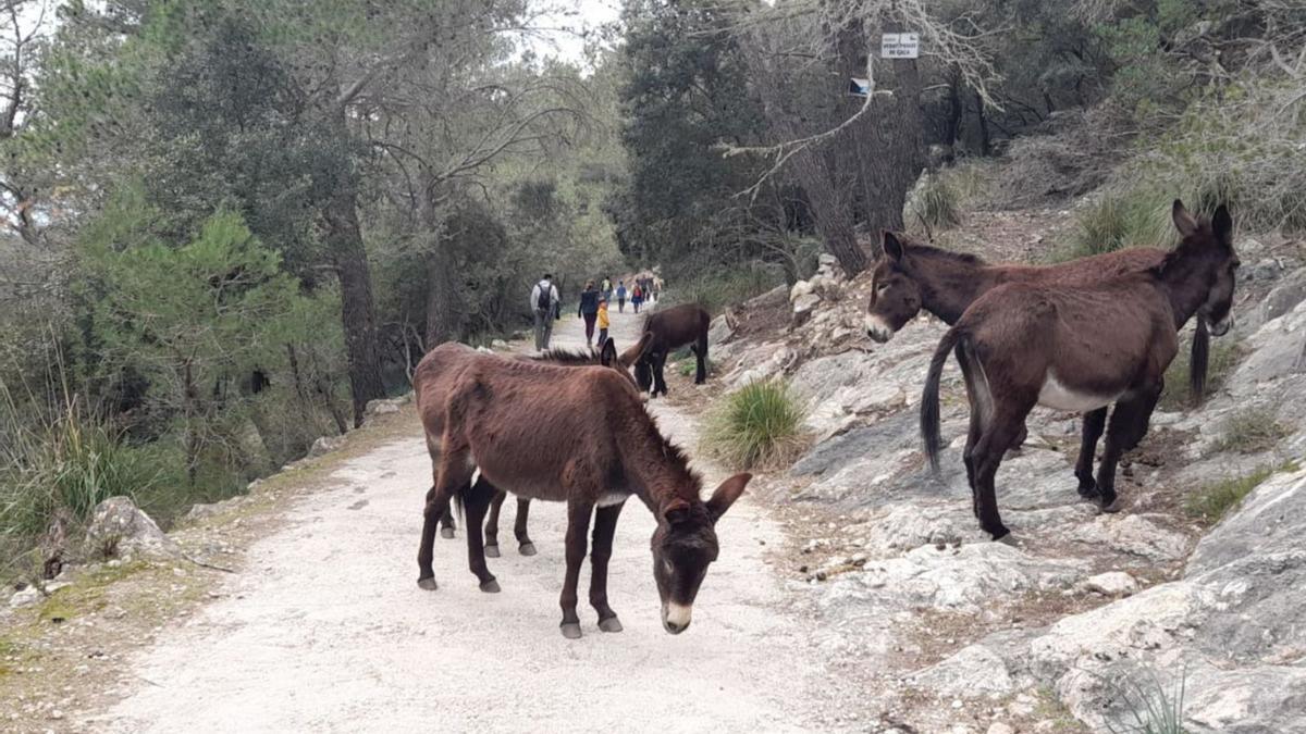 Wirken eigentlich ganz friedlich, haben aber einen schwierigen Charakter: die fünf Esel auf einem Weg in der Gegend von Alaró.