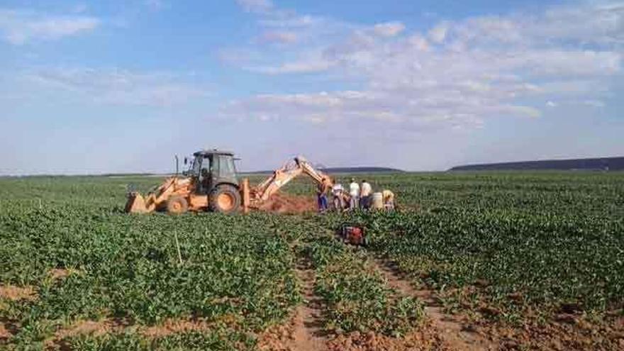 Excavación en un campo de remolacha.