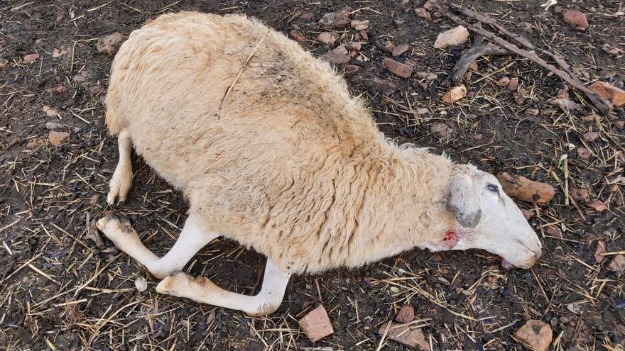 Ataque de lobos en una explotación de Almendra del Pan