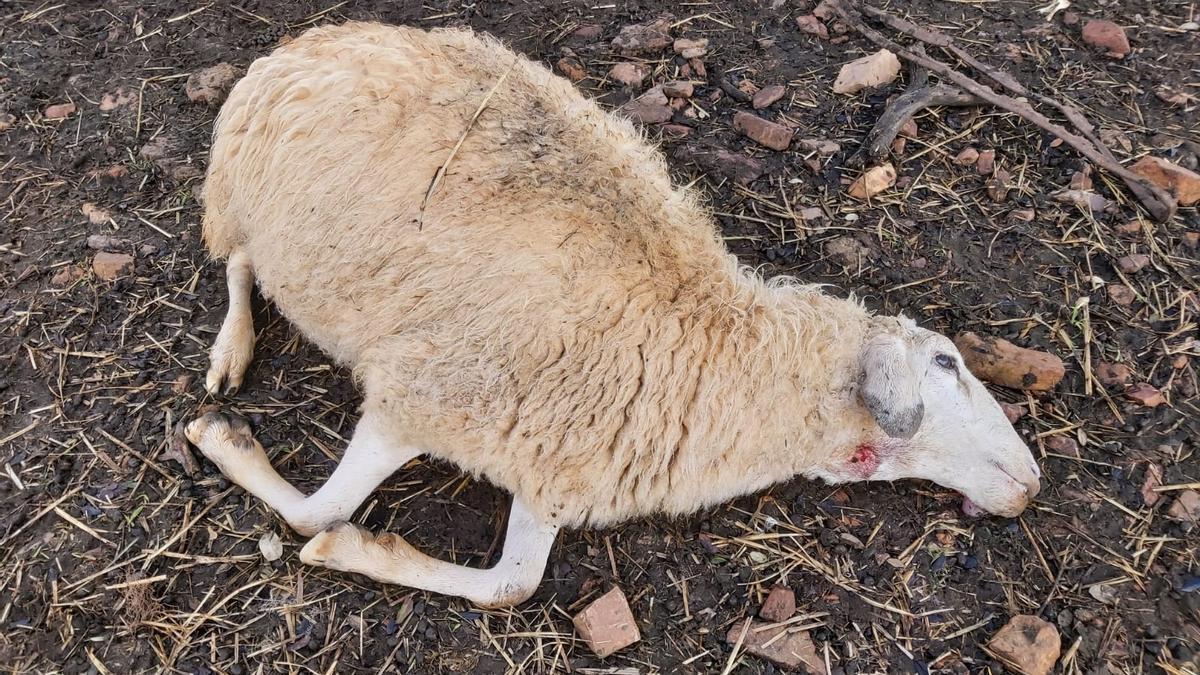 Una oveja muerta en la explotación de Almendra del Pan