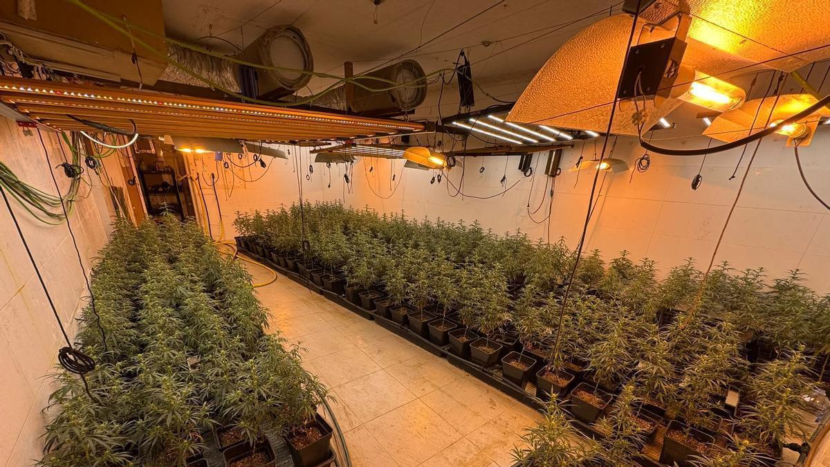 Plantación de marihuana desmantelada en Martorell por los Mossos d'Esquadra