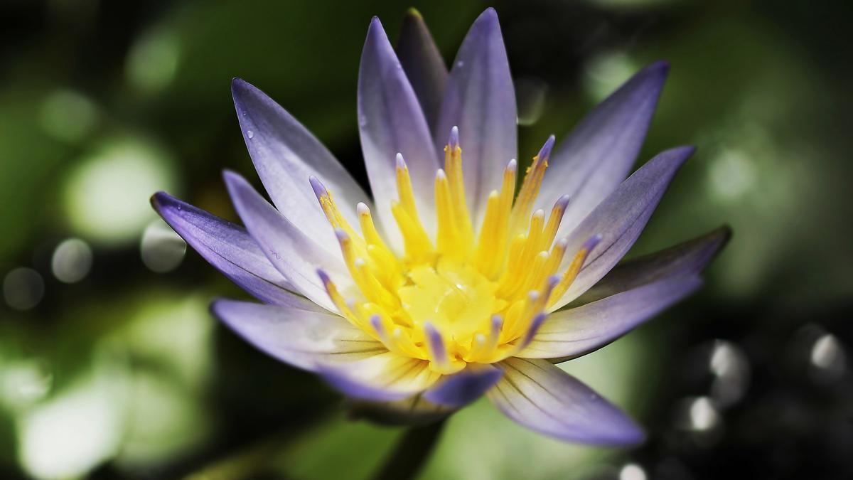 Las flores del nenúfar son muy espectaculares