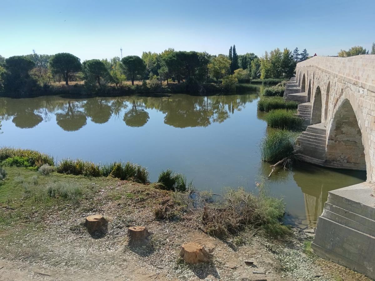 Árboles en el puente de piedra.