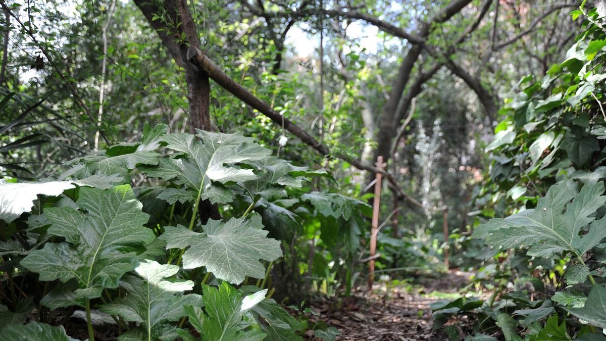 El bosque de Gallart.