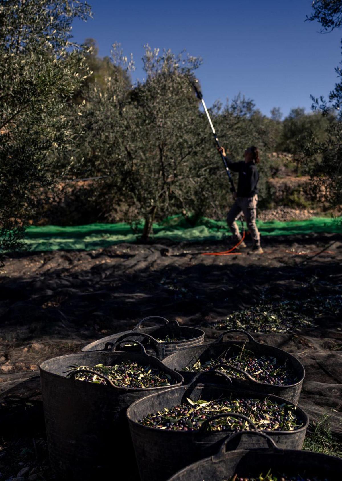 L’oliverar substitueix les pomeres