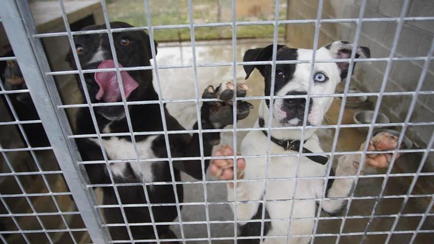 L’abandonament de mascotes creix a l’estiu