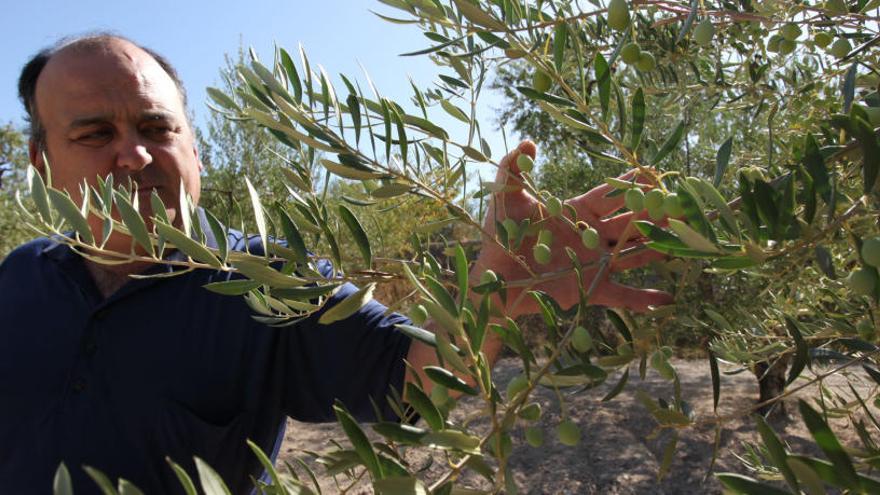 Las lluvias benefician al cultivo de aceitunas tras meses de sequía
