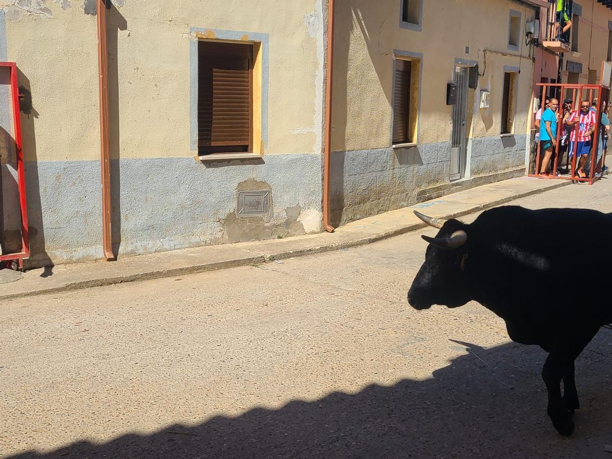 GALERÍA | Morales de Toro vive su primer encierro de las fiestas de San Roque 2024 GALERÍA | Morales de Toro vive su primer encierro de las fiestas de San Roque 2024