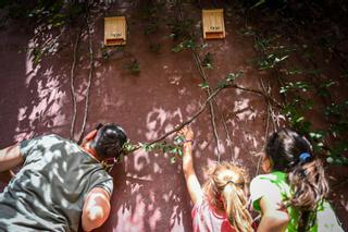 Murciélagos contra mosquitos en el patio de la escuela