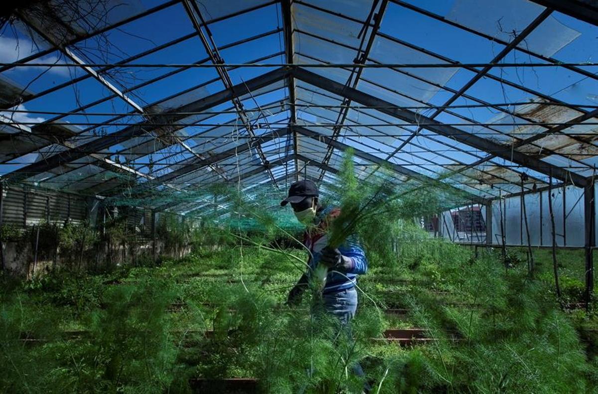 Cultivo de productos ecológicos en un invernadero de Vilassar de Mar (Barcelona).