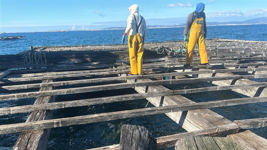 Los bateeiros aprovechan el desabastecimiento de mejillón