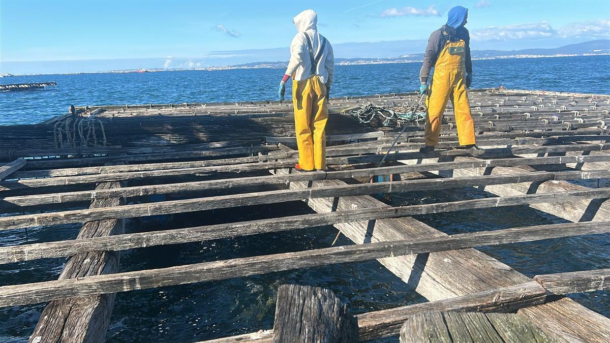Bateeiros realizando trabajos de reparqueo de mejillón y desdoble de cuerdas en una batea, ayer.