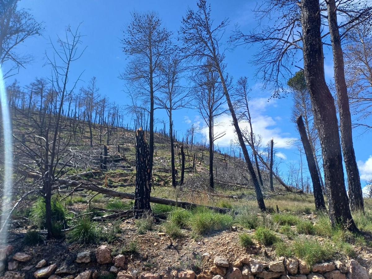 Así renacerá el Alto Mijares tras el gran incendio: más de 8.000 árboles para crear un bosque resistente al fuego. Así renacerá el Alto Mijares tras el gran incendio: más de 8.000 árboles para crear un bosque resistente al fuego.